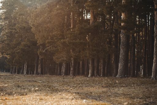 A landscape of a forest covered in trees under the sunlight in autumn