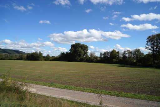A beautiful view of an unpaved road near a meadow with trees background under cloudy blue sky