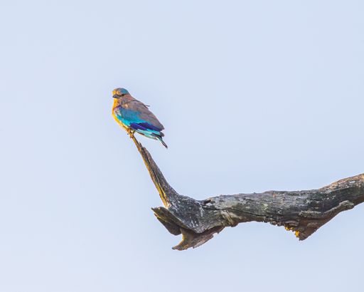 The Indian roller (Coracias benghalensis) perched on a branch