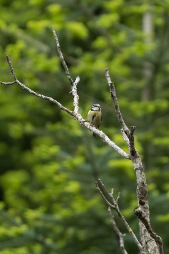 A cheerful Eurasian blue tit perched on a tree branch, looking out at its surroundings