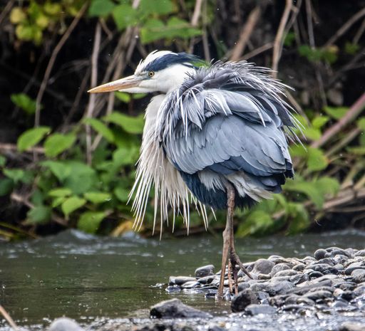 A majestic grey heron stands atop a rocky shoreline, gazing out over the River Cynon