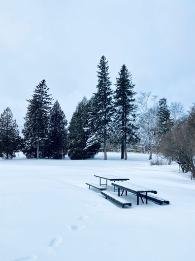 A park bench covered with snow, surrounded by a vast forest of evergreen trees in Quenec, Canada.