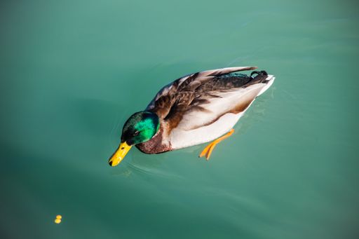 A mallard duck swimming in a pond