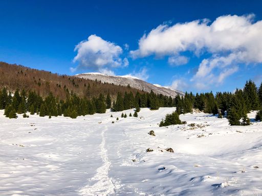 A mesmerizing view of a beautiful snowy forest under a cloudy sky