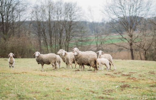 A beautiful shot of a sheep flock grazing on the countryside grassland