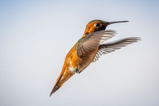 A selective focus shot of a beautiful hummingbird mid-flight