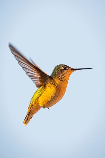 A selective focus shot of a beautiful hummingbird mid-flight