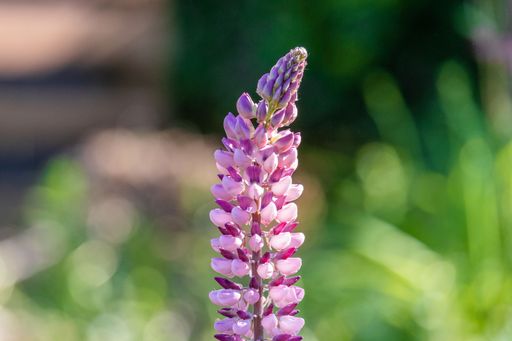 A selective focus shot of a wild pink lupine flower on a field