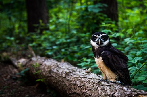 A closeup of an owl perched on a tree branch in a green forest