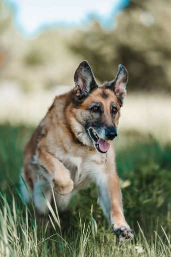 A German Shepherd running joyfully through lush green grass with tongue lolling out happily