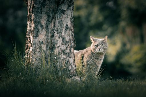 A grey Maine Coon cat in front of a lush green tree