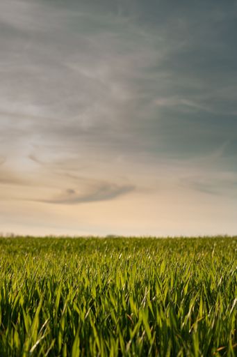 A lush green wheat field set against a bright blue sky with fluffy white clouds