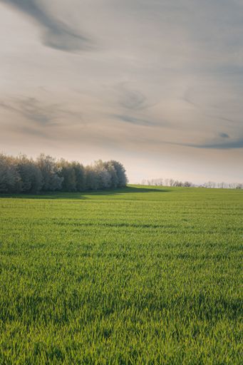 An idyllic scene of lush green wheat field stretching out across a picturesque landscape