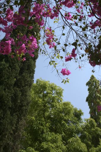 A vertical shot of beautiful pink bougainvillea flowers