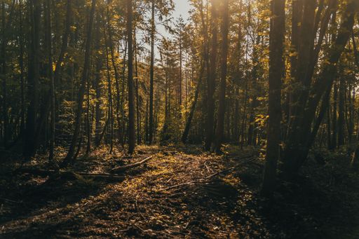 sunlight shining in the forest at a warm summer day
