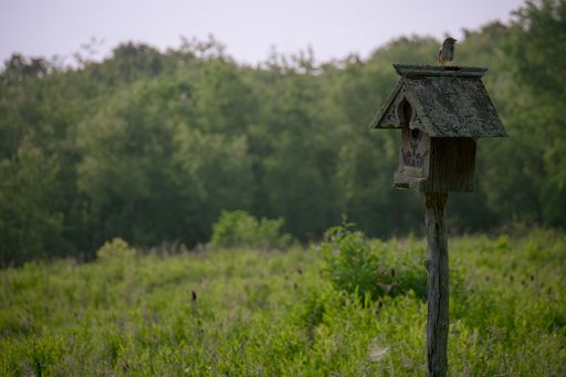 A closeup of a bird perched on a wooden birdhouse in a field with a blurry background