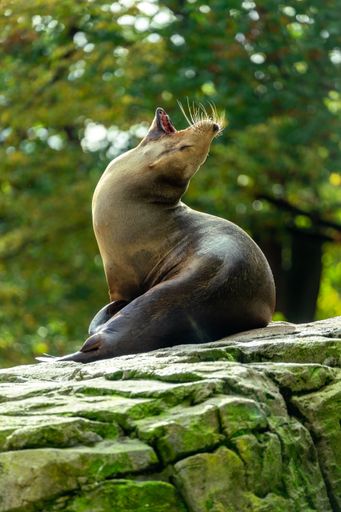 A closeup of a sea lion on a rock covered with green moss in a zoo