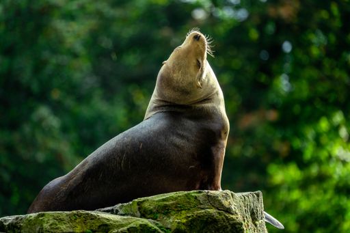A closeup of a sea lion on a rock covered with green moss in a zoo