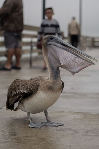 A close-up of a brown American White Pelican on a bridge
