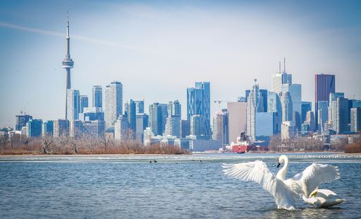 An elegant white swan stands in the foreground, its wings spread wide, against a backdrop of a bustling city skyline