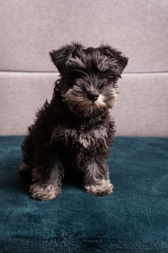 A portrait of an adorable Miniature puppy Schnauzer looking at the camera sitting on a blue sofa