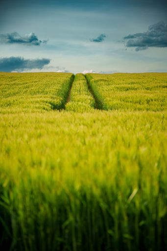 An aged rural road cutting across a vibrant wheat field, surrounded by lush green grass and a bright blue sky