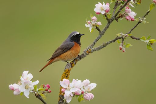 A close-up shot of a small common redstart perched on a tree branch