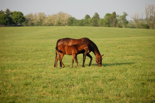 Two horses grazing in a lush meadow, one large and one small on a sunny day