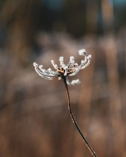 A closeup shot of an isolated plant covered in frost with a blurred background