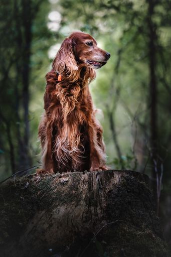 A vertical shot of an Irish Setter breed of dog running joyfully through a lush, green forest