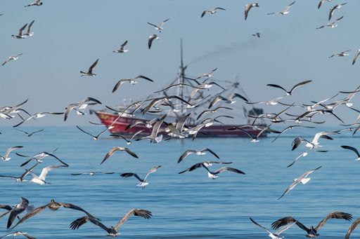 A flock of seagulls flying over the sea under a blue cloudy sky in the daylight