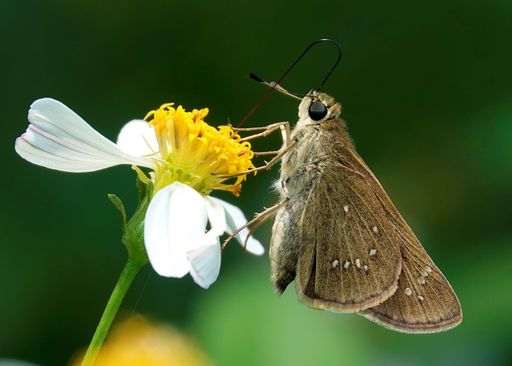 A vibrant close-up shot of a delicate rice swift butterfly perched atop a flower