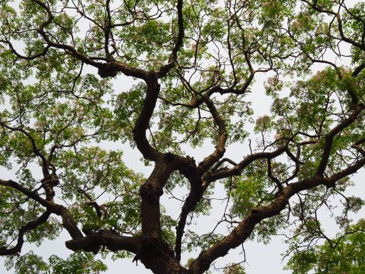 A low angle shot of branches of a large tree