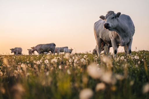 Beautiful sunset on a pasture or meadow, where cows and calves graze on green grass. Cow grazing on a pasture during sunset. Countryside pasture.