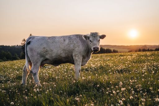 Beautiful sunset on pasture or meadow, where cows and calves graze on green grass. Cow grazing on a pasture during sunset. Countryside pasture
