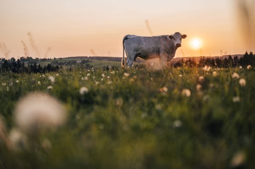 Beautiful sunset on a pasture or meadow, where cows and calves graze on green grass. Cow grazing on a pasture during sunset. Countryside pasture
