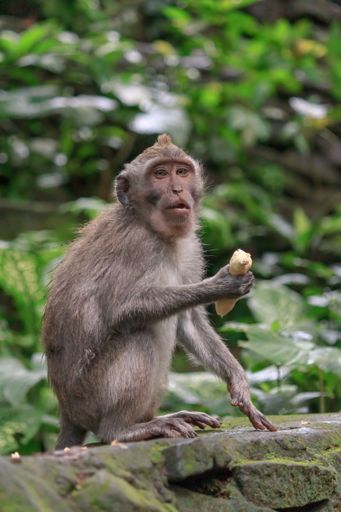 A curious monkey perched atop a wall in the lush jungle, enjoying a ripe banana snack.