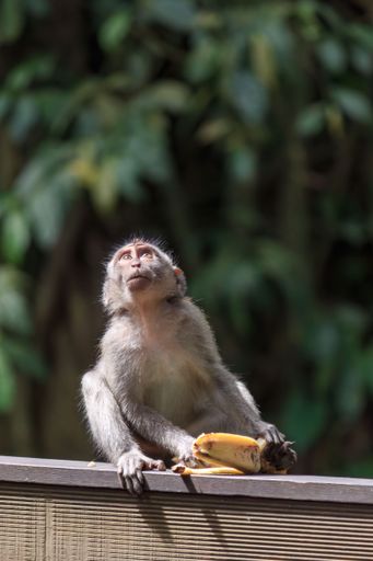 A cute baby monkey sitting on a wooden fence, leaning forward, opening a banana.