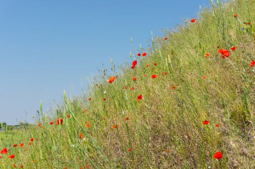 A low angle shot of beautiful red poppy flowers on a hill