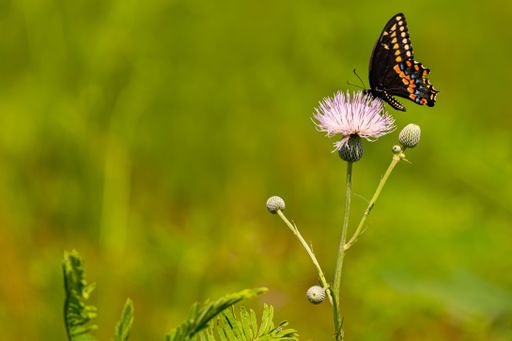 A beautiful swallowtail butterfly perched atop a lush plant in a meadow, searching for nourishment