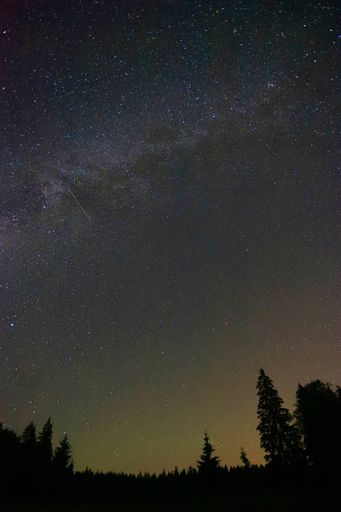 The silhouettes of pine trees on a starry night sky - vertical