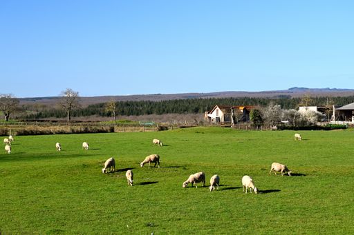 animals photographed in the center of France