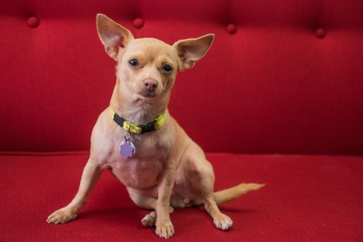 A closeup shot of a chihuahua on a red couch