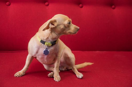A closeup shot of a chihuahua dog with a collar sitting on a red couch