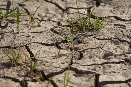 An eroded farmland in Frankfurt, Germany. After a short rain, the drought returns. Climate change is challenging agriculture.