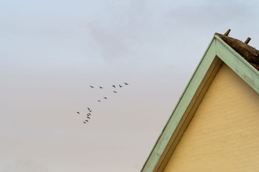 A group of birds soaring through the clear blue sky above a traditional two-story home