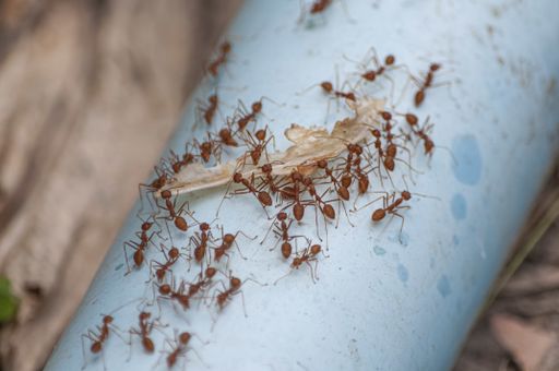 A top view shot of red ants carrying a leaf on the pipe