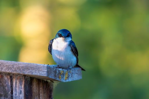 A closeup of a vibrant tree swallow perched on a tree branch with a blurry background