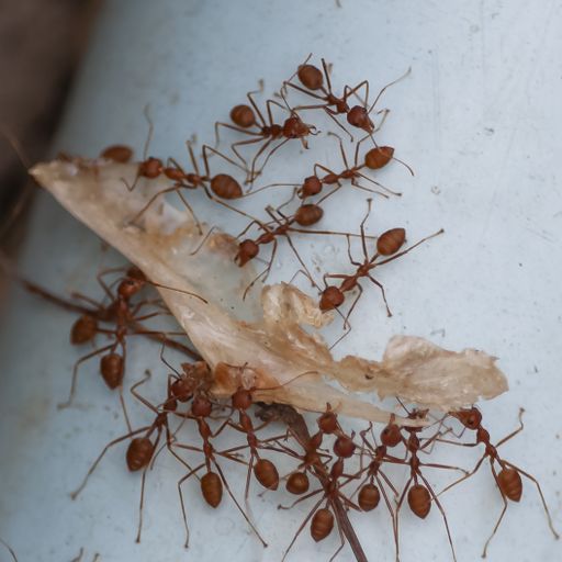 A closeup shot of red ants carrying a dry brown leaf over the steel pipe