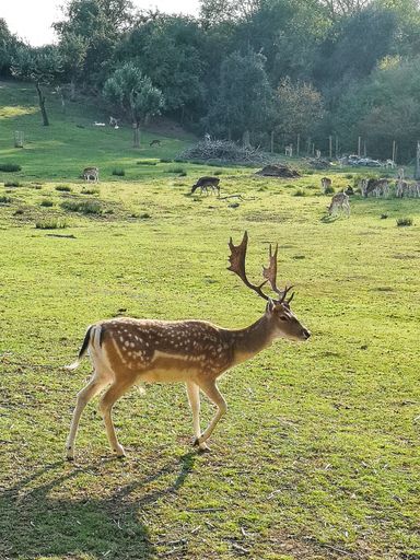 A vertical shot of a Fallow deer in a forest